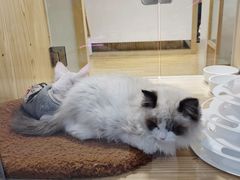 -屋虎猫馆(宝安大仟里店)