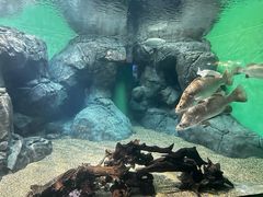 -上海海洋水族馆