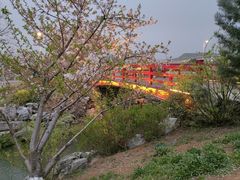 -羊山湖公园
