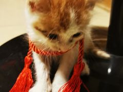 -严国平动物医院(德政总院)