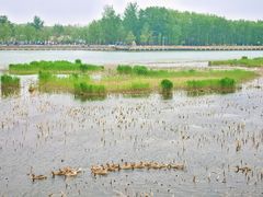 -野鸭湖国家湿地公园