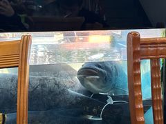 -全乐鱼馆·淳牌有机鱼直营店