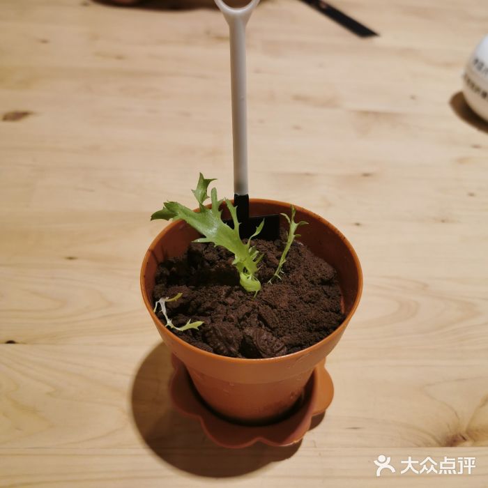 雷门拉面(龙湖成都金楠天街店)图片