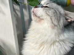 -李小姐の猫咖啡馆(五角场店)