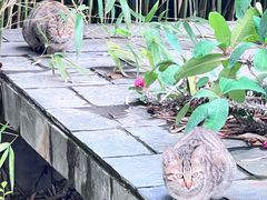 -厦门园林博览苑