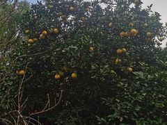 -南汇桃花村