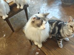 -猫猫幼稚园·撸猫·桌游·电玩
