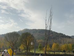 -千年银杏谷文化旅游区