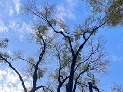 -长白岛森林公园