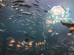 -西雅图水族馆