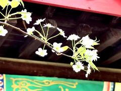 -南汇桃花村