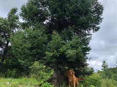 -迪庆藏族自治州博物馆