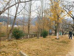 -千年银杏谷文化旅游区