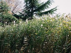 -石家庄市植物园