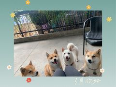 -柴犬高等学院·狗咖·柴犬售卖·宠物训练