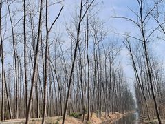 -合肥滨湖国家森林公园