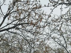 -桃花堤公园