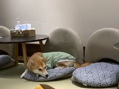 -逗柴咖啡屋·狗咖猫咖宠物桌游