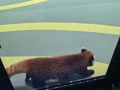 -海合安成都极地海洋公园
