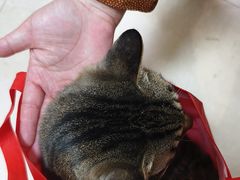 -艾贝尔宠物医院·狂犬免疫点(江山金象城店)