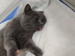 -灵美宠物诊所