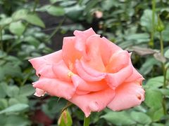 -香蜜公园