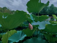 -洪湖家庭农场·团建·露营·会议