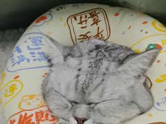 -半岛宠物医院24小时(科华中路店)