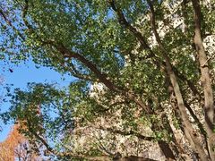 -徐家汇源景区-衡山公园