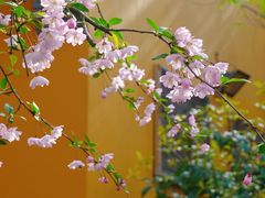 -龙华寺