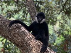 -西双版纳原始森林公园