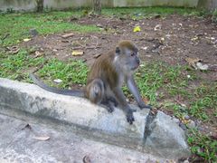 -武吉知马自然保护区