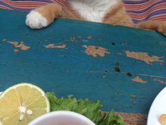 -Sirena海妖日咖夜酒