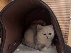 -瑞派雷欧宠物医院·24h夜诊·心脏骨科牙科·全科重症转诊中心(无影山店)