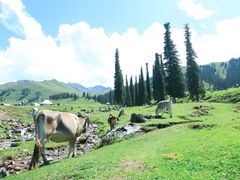 -新疆那拉提国家旅游度假区
