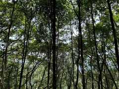 -阳台山森林公园