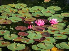 -莲花池公园