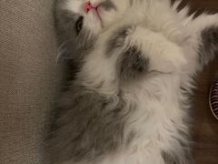 -babydoll猫舍·米努特·德文·缅因(久光中心店)