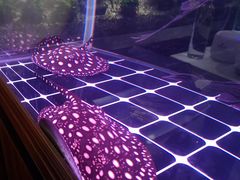 -曲阳花鸟市场(曲阳路店)
