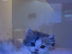 -小猫来了·猫咪专售(红山六九七九店)