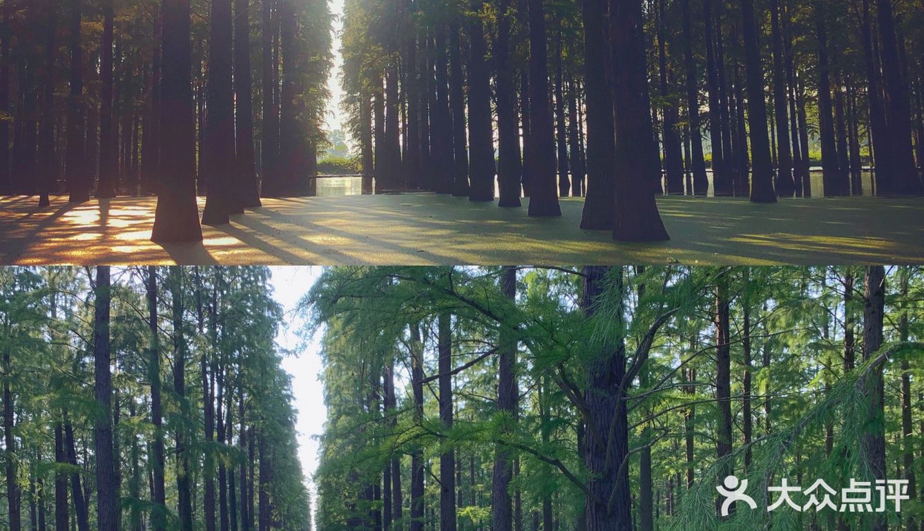 扬州｜超适合拍照的水上森林🌲