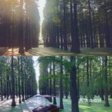 扬州｜超适合拍照的水上森林🌲