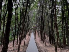 -火炉山森林公园