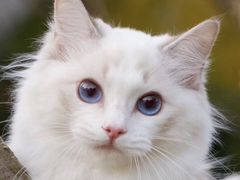 -Bastet sally猫舍购宠(静安店)