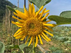 -武陵山森林公园