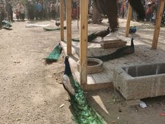 -长白岛森林公园