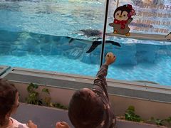 -帝企鹅自助餐厅•儿童岛•真企鹅(长隆企鹅酒店)