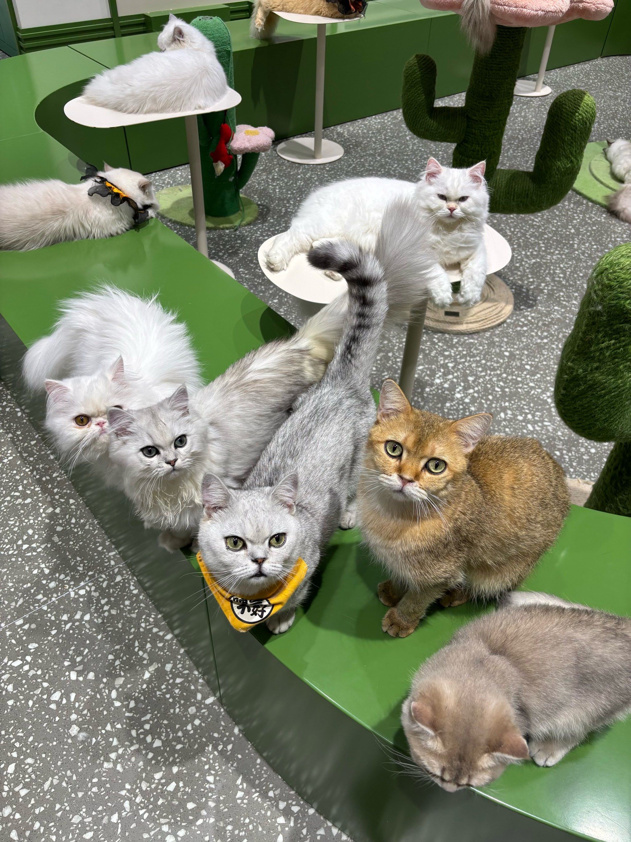 这家猫咖在凯德广场的一楼,星巴克隔壁两三个铺子