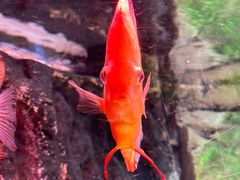 -上海海洋水族馆