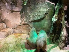 -zoonana室内动物园(东方福来德店)